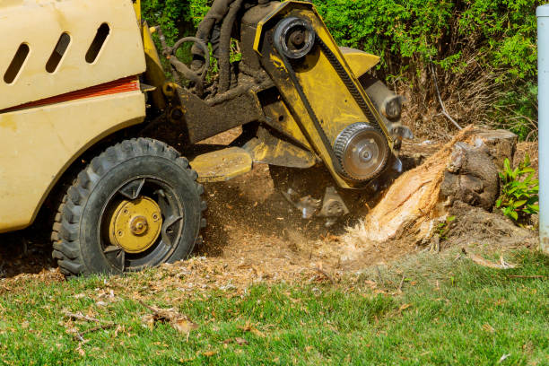 Best Tree Removal for Businesses  in Hemphill, TX